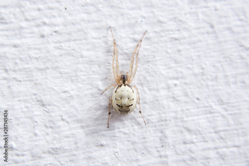 Orb weaver spider (Zygiella sp.) on the white wall. photo