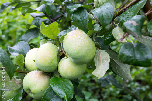 Obraz na płótnie Green apples on the branch of the Apple tree after the rain w salonie
