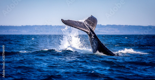 Obraz na płótnie Humpback whale slapping its tail on the water in Australia near Byron bay