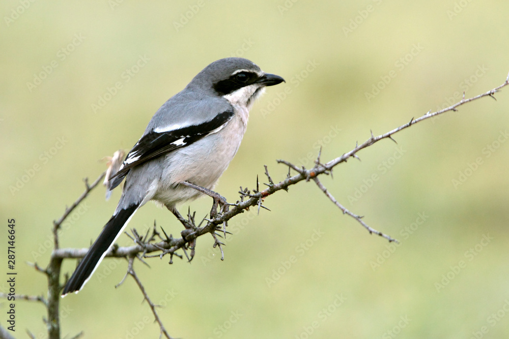 Southern grey shrike, Lanius meridionalis Southern grey shrike, Lanius meridionalis