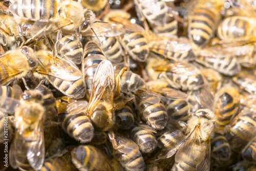 queen bee in a bee hive surrounded by bees photo