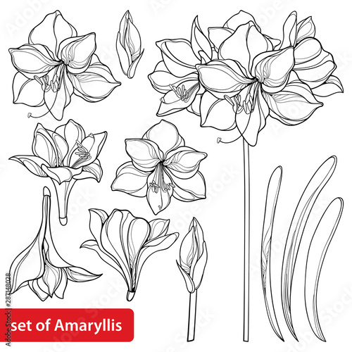 Set of outline tropical bulbous Amaryllis or belladonna Lily flower bunch, bud and leaf in black isolated on white background.