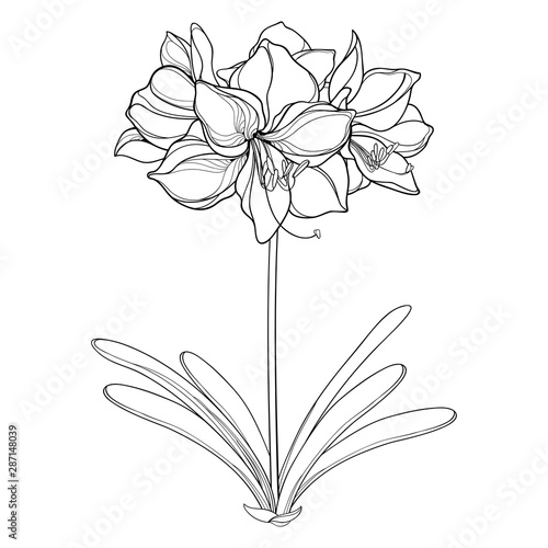 Outline tropical bulbous Amaryllis or belladonna Lily flower bunch and leaf in black isolated on white background. 
