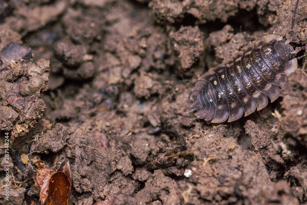 pill bug crawling on forest soil pill bug crawling on forest soil
