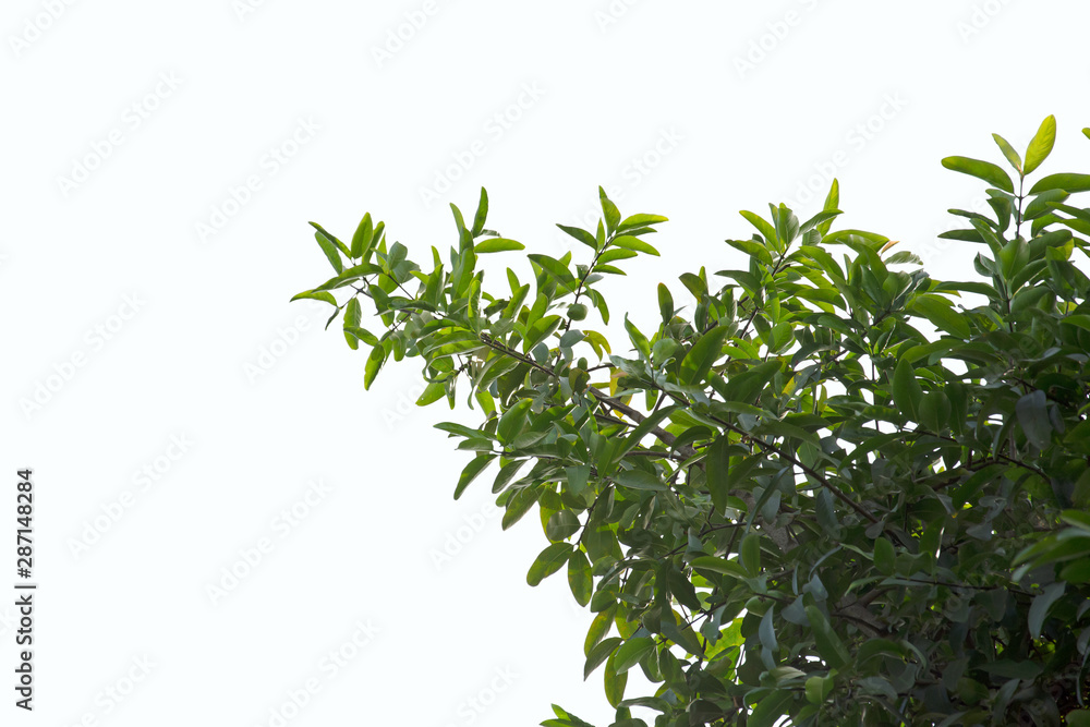 Green branches on white background Green branches on white background