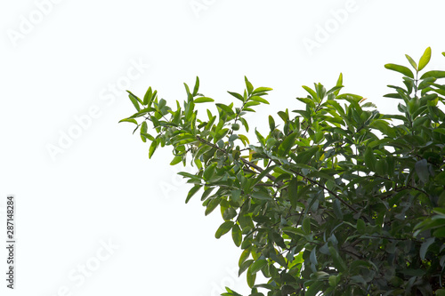 Green branches on white background