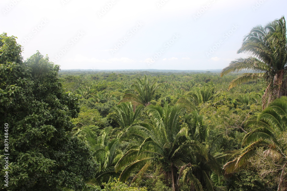 Fototapeta premium Rainforest