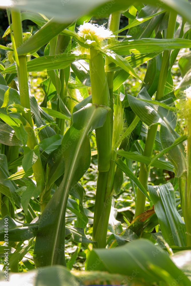corn farming, organic food. Green corn shrubs grow in the fields corn farming, organic food. Green corn shrubs grow in the fields