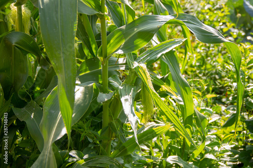 corn farming, organic food. Green corn shrubs grow in the fields