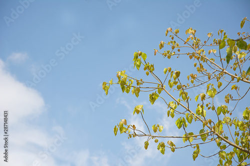 Sky with branches for background