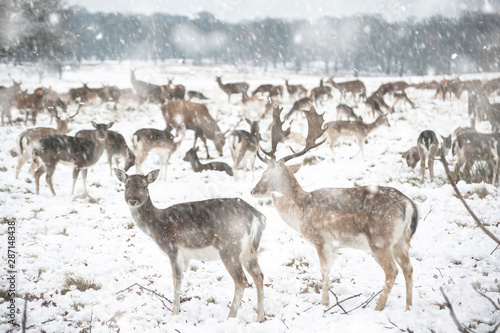 Beautiful image of Fallow Deer in snow Winter landscape in heavy snow storm