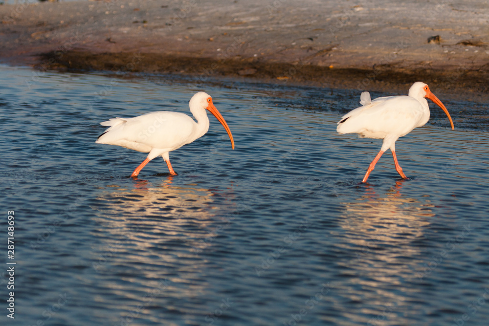 Two American White Ibis searching for food at low tide.