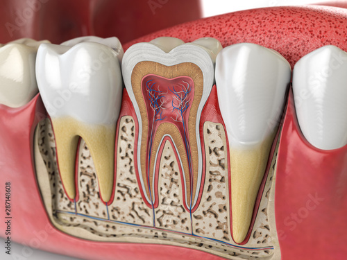 Obraz na plátně Human teeth anatomy. Cross section of  human tooth.