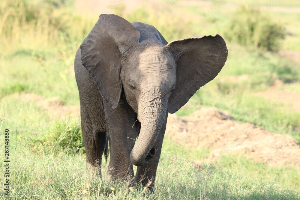 Baby elephant, Masai Mara National Park, Kenya. Baby elephant, Masai Mara National Park, Kenya.