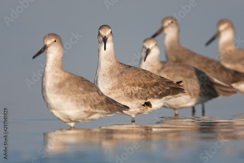 Canvas Print A flock of shorebirds rest in the calm waters of a sheltered coastal lagoon in eastern Florida