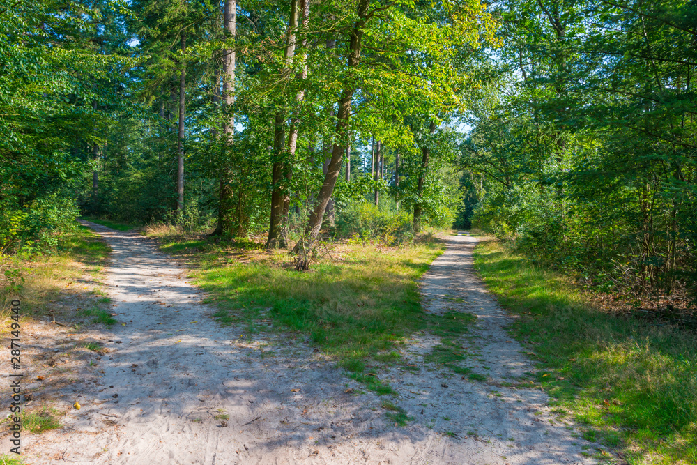 Path in a sunny forest in sunlight in summer Path in a sunny forest in sunlight in summer