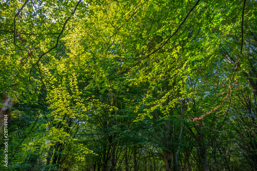 Foliage of deciduous trees in a forest in sunlight in summer