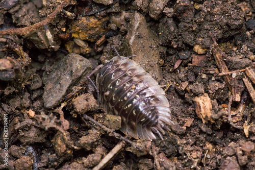 sow bug crawling on forest soil