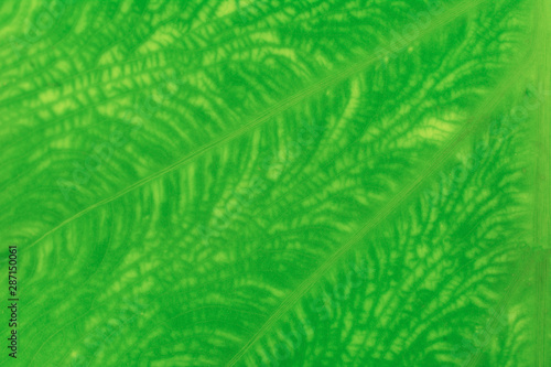  Beautiful green leaf close up for background and other