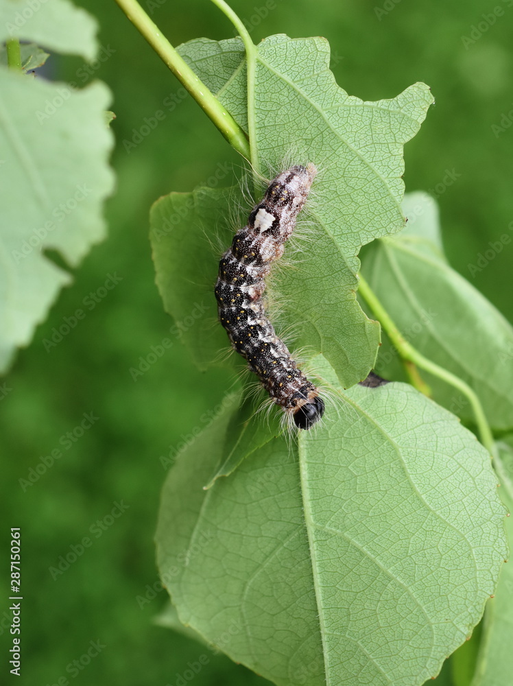 Hairy caterpillar of poplar gray moth Acronicta megacephala on poplar leaf