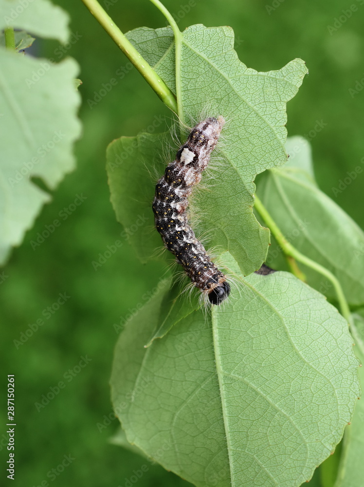 Hairy caterpillar of poplar gray moth Acronicta megacephala on poplar leaf Hairy caterpillar of poplar gray moth Acronicta megacephala on poplar leaf