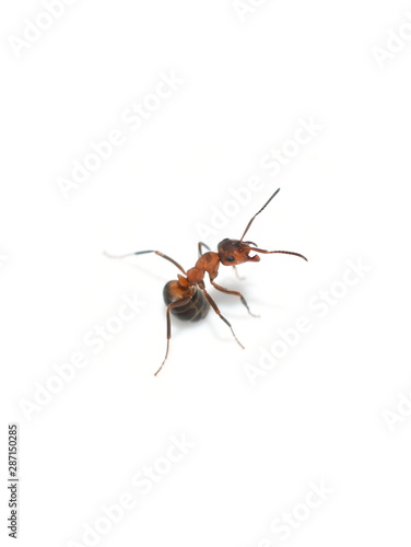 Angry red wood ant Formica rufa spraying formic acid and showing jaws © hhelene