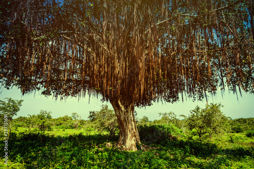 Tablou pe pânză Discover the mystical Tree of Life with a magnificent Banyan tree, featuring wide-spreading branches and cascading vines - perfect for nature or travel concepts