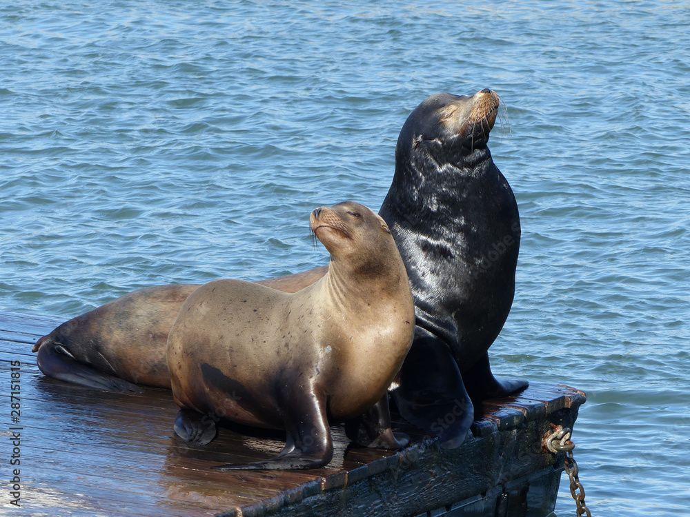 Fototapeta premium Sea lions at Pier 39 in San Francisco