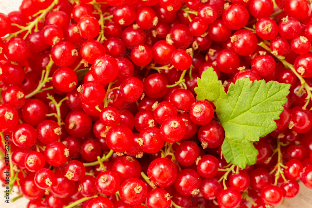 Freshly picked belgian organic redcurrants background, top view. red currant with leaf