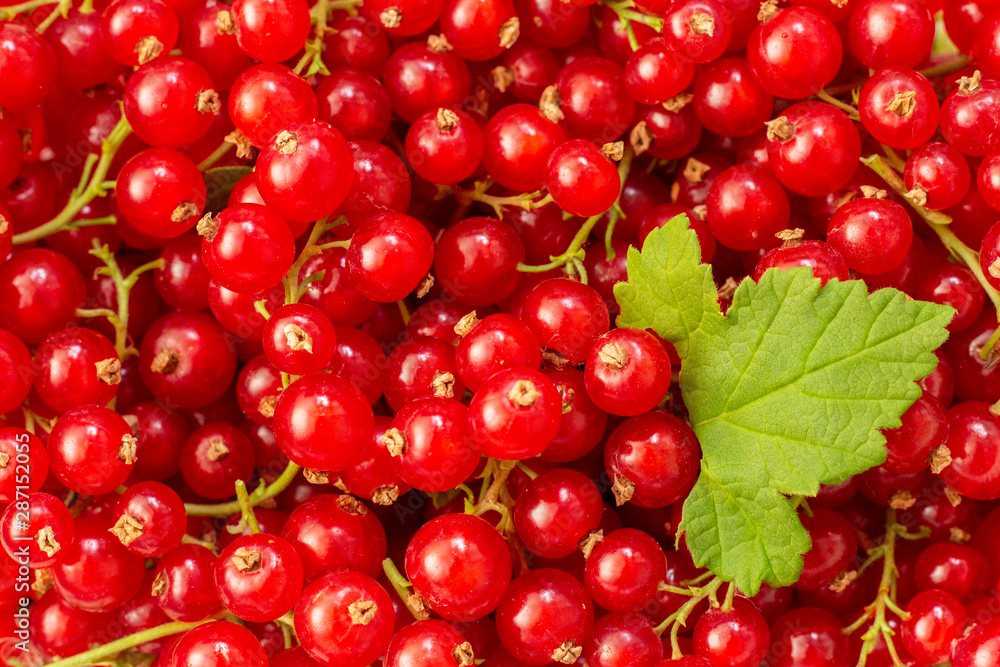 Freshly picked belgian organic redcurrants background, top view. red currant with leaf Freshly picked belgian organic redcurrants background, top view. red currant with leaf