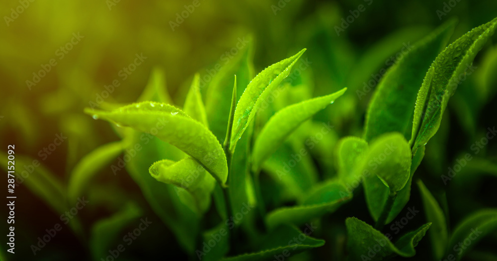 Close-up fresh Green tea leaves in a tea plantation in morning. Close-up fresh Green tea leaves in a tea plantation in morning.
