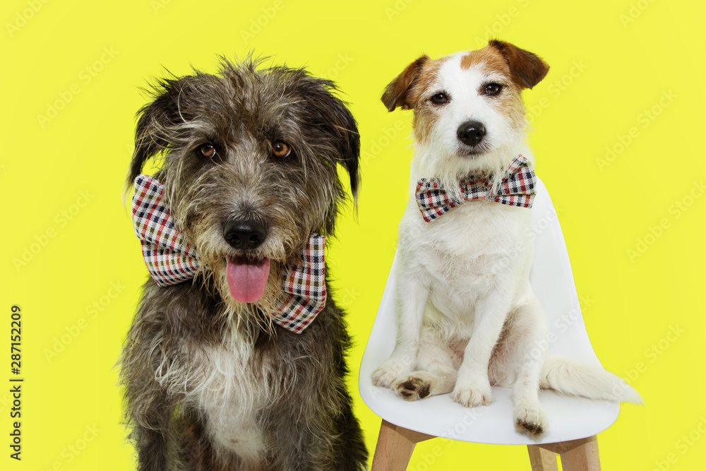Fototapeta Portrait two elegant dog wearing checkered vintage bowtie celebrating a birthday or carnival. Isolated on yellow background.