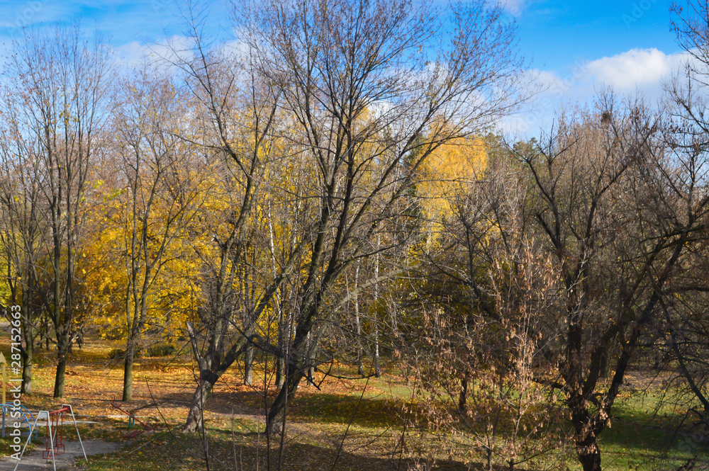 Fototapeta premium Late autumn in the yard