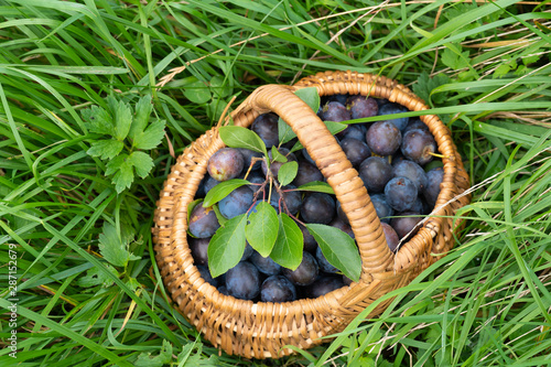 top view of ripe plums in wicker basket on green grass