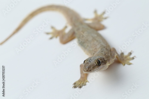 Fotografija Asian House lizard (hemidactylus) or common gecko isolated on white background