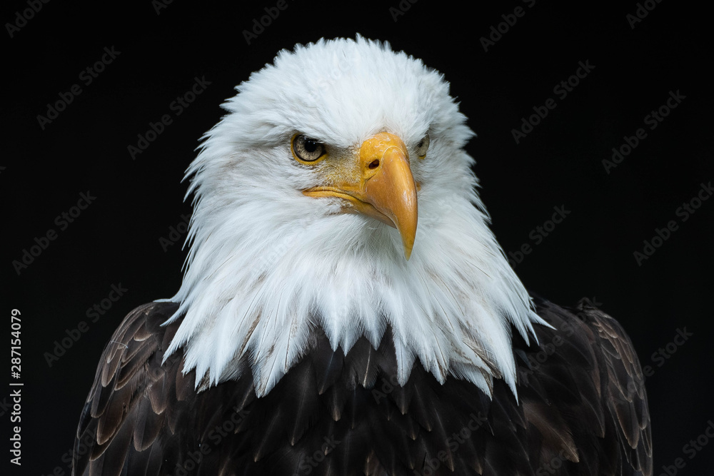 Obraz premium Bald Eagle Head