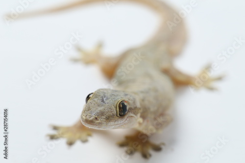 Slika na platnu Asian House lizard (hemidactylus) or common gecko isolated on white background