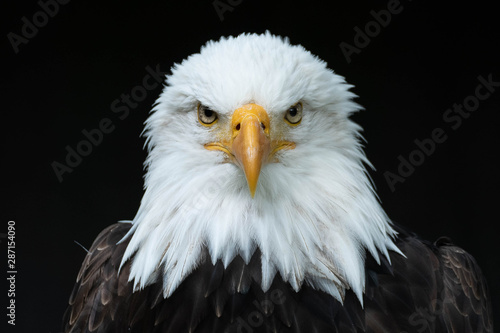 Bald Eagle Head photo