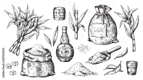Hand drawn sugarcane and rum. Vintage liquor bottle and glasses, sugar sack and cubes, sugar organic plants. Vector illustration engraved alcoholic beverage image on white background