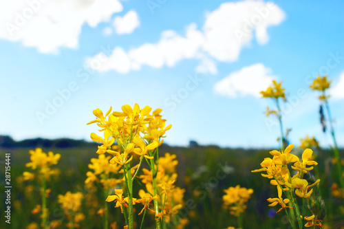 Yellow Flowering Celandines or Chelidonium Majus on a Colorful Meadow  Blue Sky  White Clouds on a Summer Day.