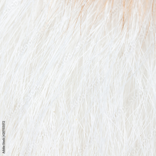 White wool of a cat as a background