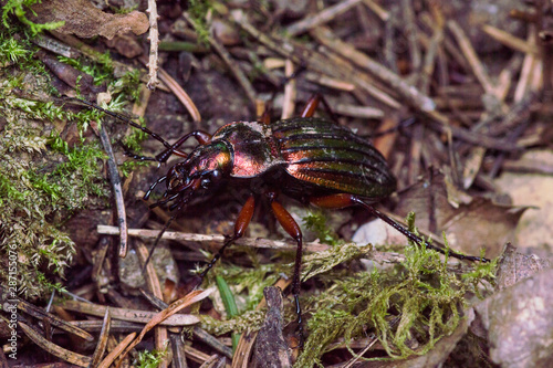 greenish goldsmith beetle in forest