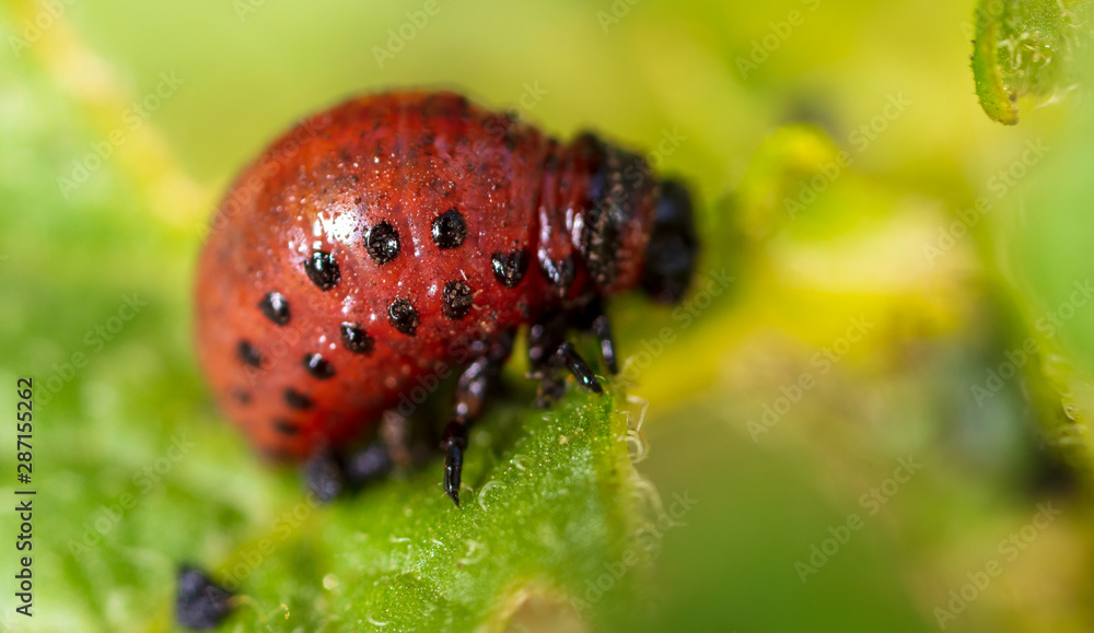 Red Colorado beetles on potato leaves Red Colorado beetles on potato leaves