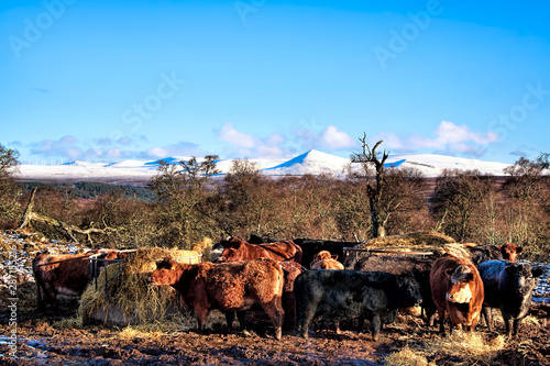 Cattle feeding in the Scottish Highlands in winter photo