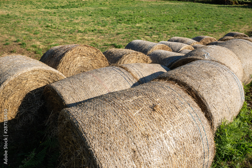 Group of round hay bale of weed on a meadow