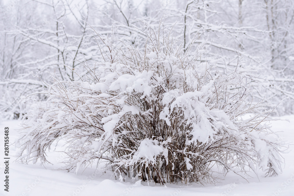 custom made wallpaper toronto digitalThe big tree has covered with heavy snow in winter season at Lapland, Finland.