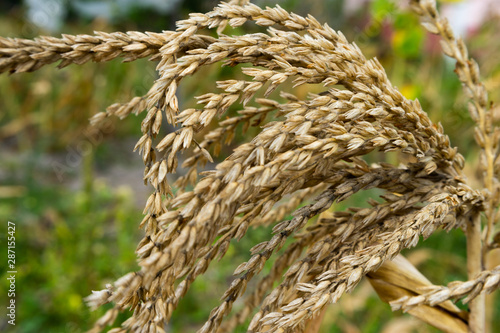 Natural Organic Corn Tassels in Nature