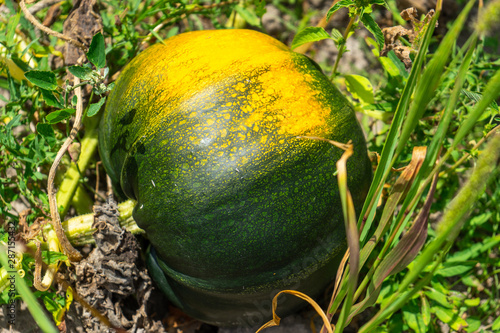Natural Organic Pumpkins in the Field