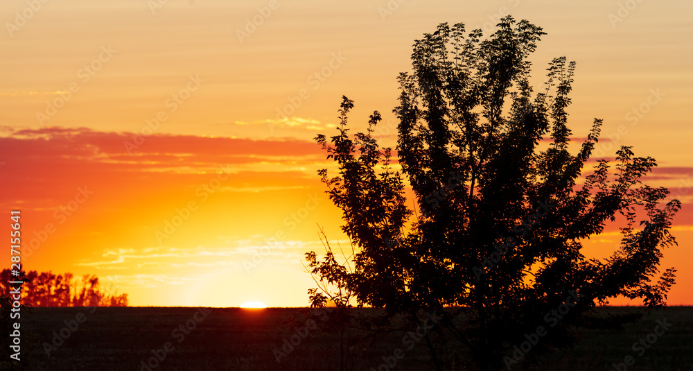 Tree branches silhouette on sunset background