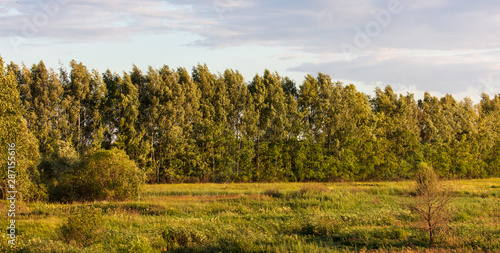 Landscape with trees in the summer park